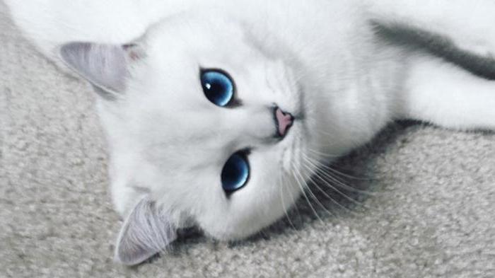 čo plemeno mačiek s modrými očami