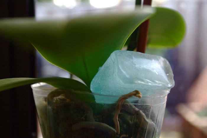Ako vodné orchidey doma: tesne okolo komplexu
