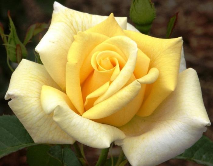 "Kráľovná kvetov" je čajovo-hybridná ruža. Výsadba a starostlivosť o kvety