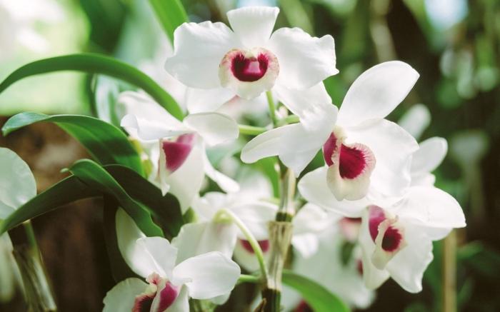 Orchid: Ako urobiť túto rastlinu kvitnú v domácnosti?