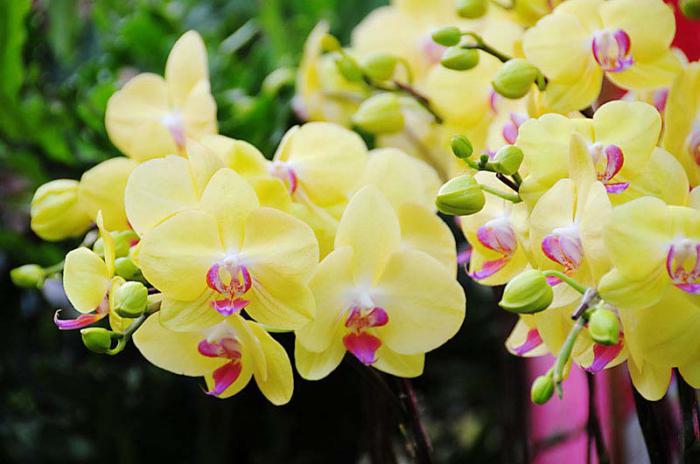 Žltý orchideí phalaenopsis. Žltá orchidea: hodnota