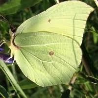Butterfly citrónová tráva - prvý jarný hmyz